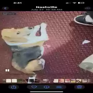 lost female dog piper