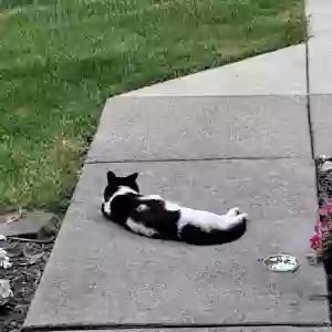 found male cat unknown