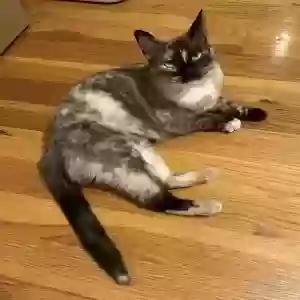 lost female cat oolong