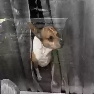 lost male dog flops