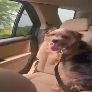 lost male dog joshy