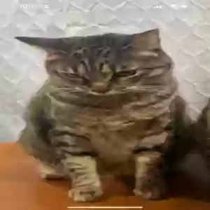 lost female cat maui