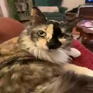 lost female cat trixie