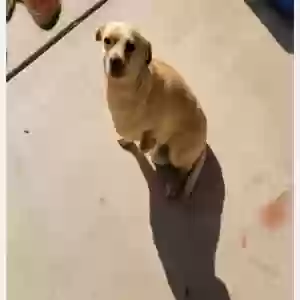 lost male dog yoda