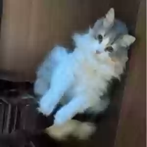 lost female cat luna