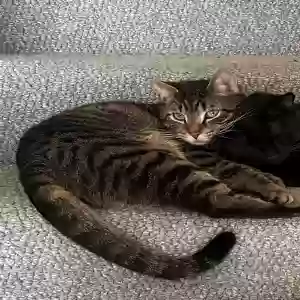 lost male cat dk (donkey kong)
