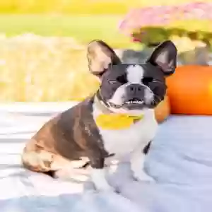 lost female dog trixie