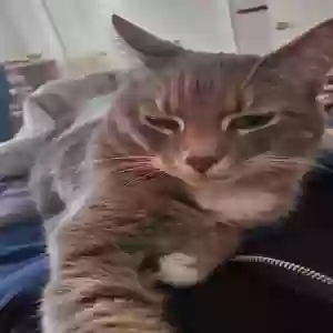 lost female cat matilda