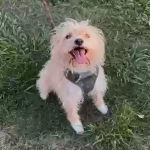 lost male dog canelo