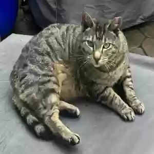 lost female cat monkey
