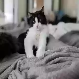 lost male cat billy