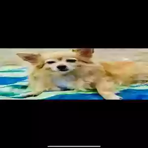 lost female dog khloe