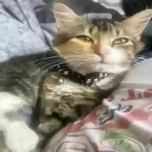 lost female cat madonna