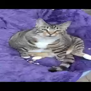 lost female cat lilly aka ribbon