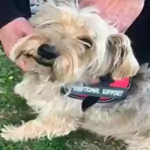 lost male dog elvis