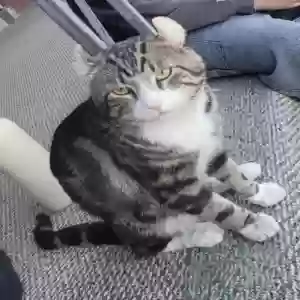 lost male cat zeus