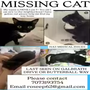 lost male cat nene