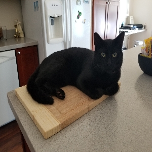 found male cat raven