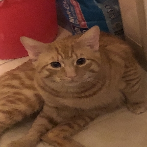 found male cat gingie