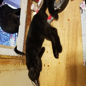 found male cat tripod