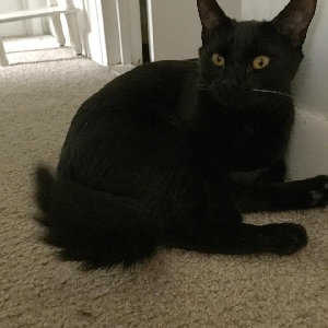 found male cat royal