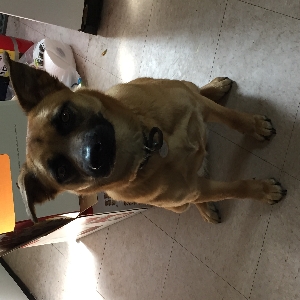 found female dog charlee