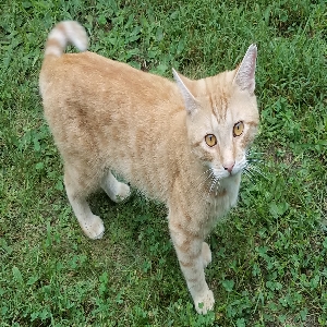 found male cat stone