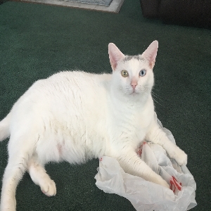 found female cat pepper