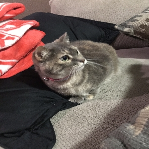 found female cat max