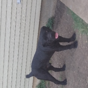 found male dog lucky