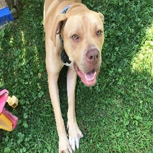 found male dog blu