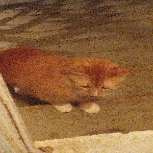 found male cat shay 