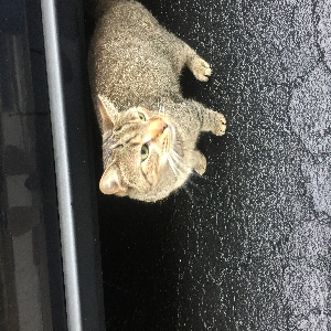 found male cat felix