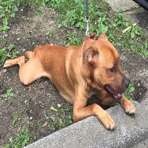 found male dog reese